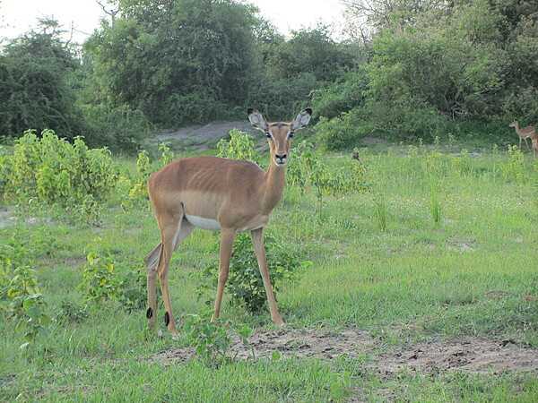 A female impala at Chobe National Park.