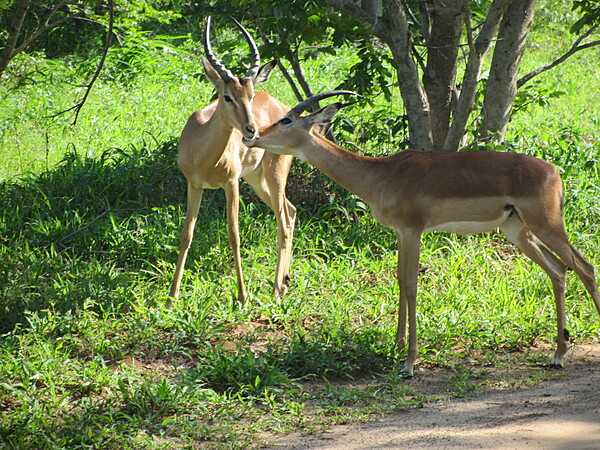 A pair of young male impala at Chobe National Park.