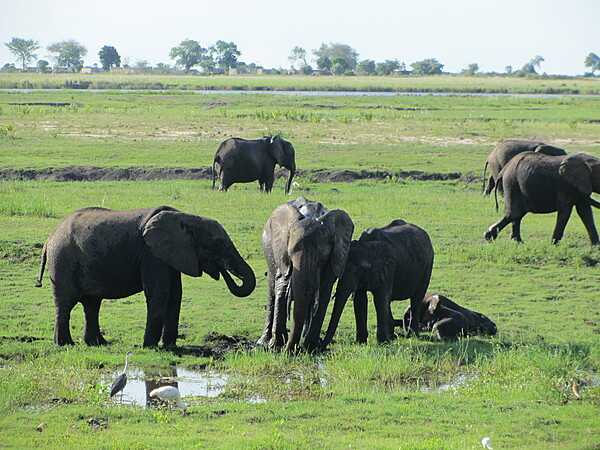 Elephants at Chobe National Park keeping cool by playing in the mud.