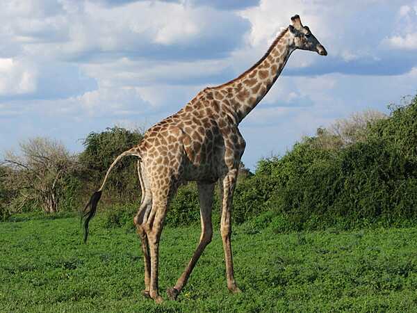 A giraffe in Chobe National Park.