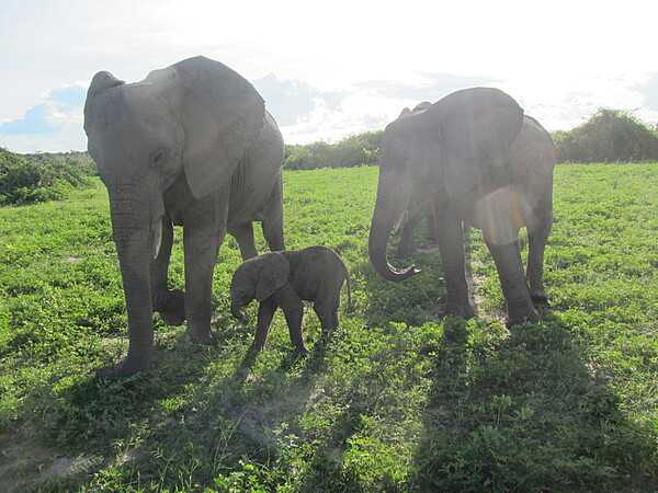 Adult elephants are very protective and caring of their young. This "family photo" was taken in Chobe National Park.