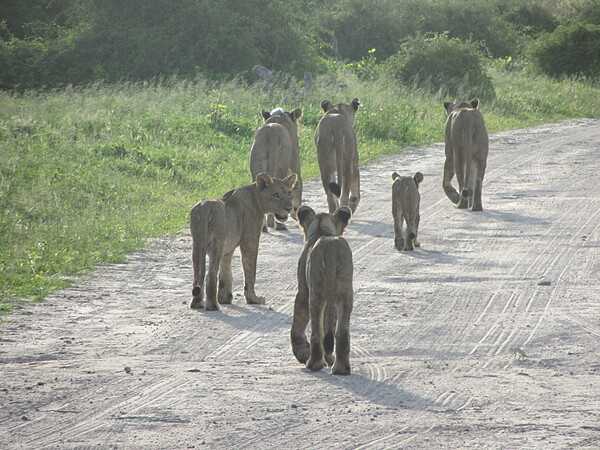 A small pride of lions saunters down a dirt road.