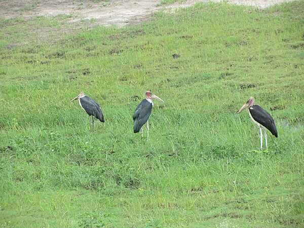Marabou storks at Chobe National Park.