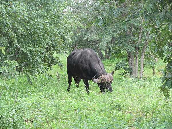 A grazing water buffalo in Chobe National Park.