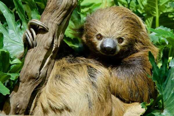 Sloths, adorable docile animals, spend most of their lives hanging upside down in trees. They are masters at slowing their metabolism, using their energy frugally, and capable of holding their breath under water for 40 minutes (they can swim three times faster than they can walk on land).  Sloths are nocturnal and sleep 15 hours a day. This animal faces endangerment by deforestation, vehicle collisions, electrocutions, poaching, and trafficking. The sloth’s natural habitat is Central America and northern South America especially the tropical rain forests of Brazil.