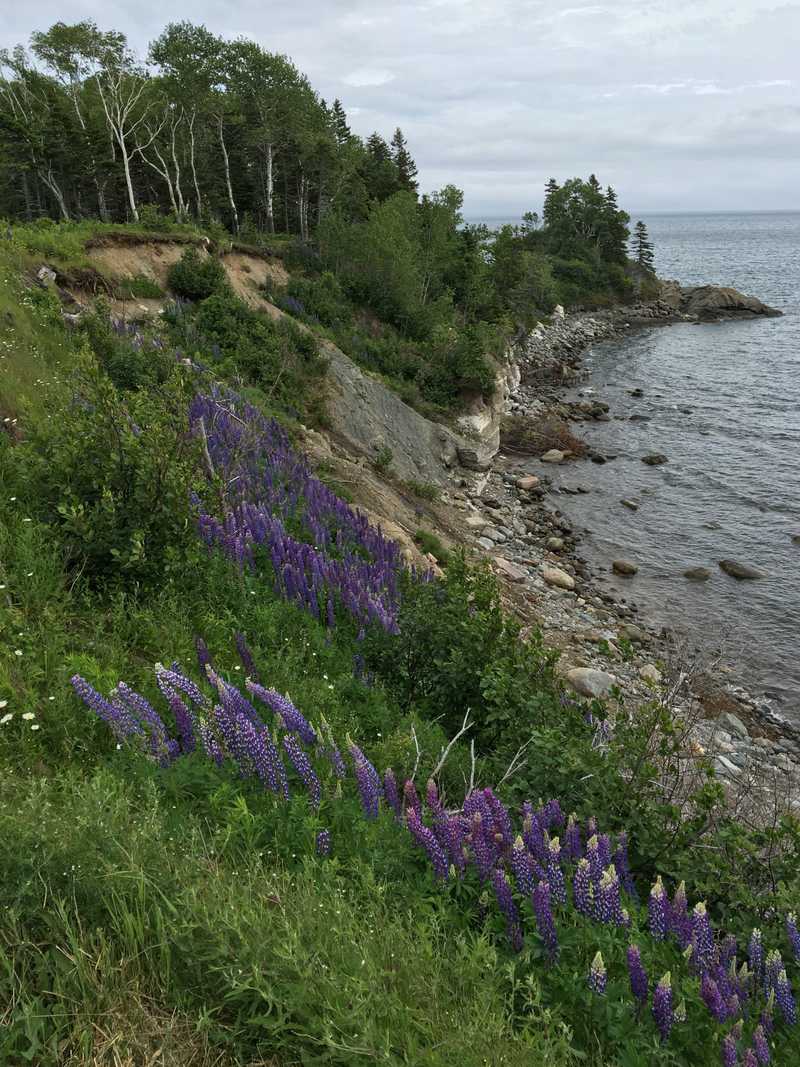 Wild Lupines grow along the eastern coast of Cape Breton Island, Nova Scotia near Ingonish.