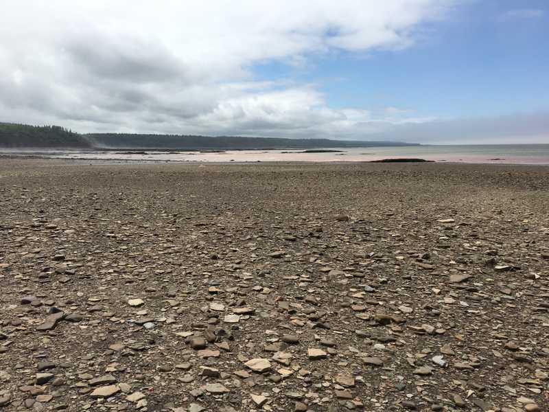 Fossil Beach on the eastern side of the Bay of Fundy regularly sees 12 m (40 ft) tides. At low tide, people can search the beach and cliffs for prehistoric fossils to add to the nearby museum collection.
