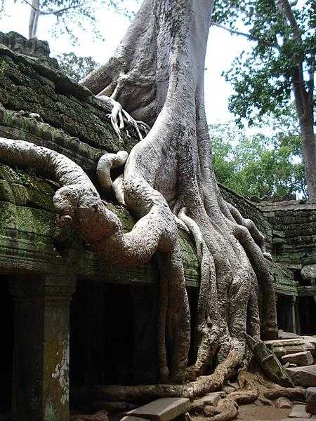 Sections of the Angkor Wat temple area are overgrown with trees. Here a massive root system is slowly engulfing a temple building.