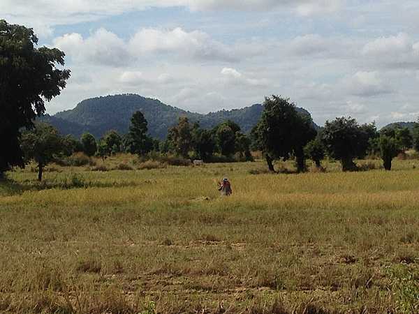 Harvesting rice in Battambang province (northwestern Cambodia), which is the leading rice-producing province of the country.