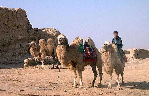 Camels outside of Gaochang, the ruins of an ancient city 30 km (18 mi) southeast of Turpan. Built in the first century B.C., it was an important hub along the Silk Road. The city was burnt and destroyed in wars of the 14th century, but many impressive temple and palace ruins remain.