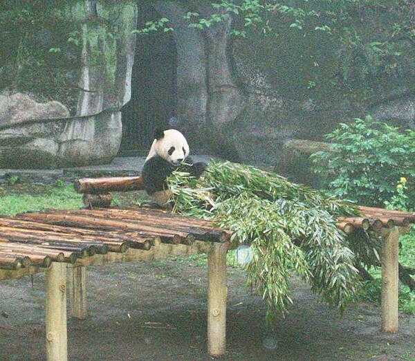 Panda munching bamboo stalks at the Chongqing Zoo.