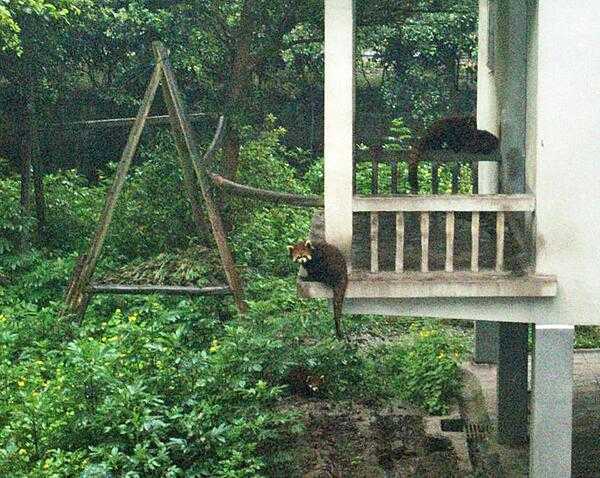 Red pandas (aka lesser pandas) at the Chongqing Zoo.