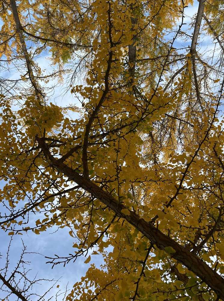 Gingko trees, which existed before the era of the dinosaurs, are often referred to as “living fossils.” Native to China, the trees have unique fan-shaped leaves and are a fixture in temple gardens. They are valued in many parts of the world for their resistance to fungus and insects. Ginkgos can grow up to 30.5 m (100 ft) high with trunks up to 0.60 m (2 ft) in diameter.