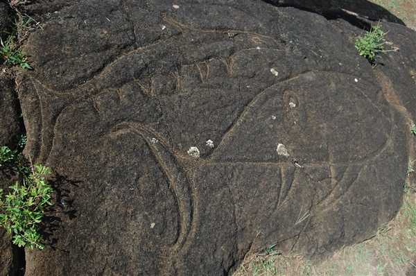 Fish petroglyphs at Rano Kau on Easter Island (Rapa Nui). Image courtesy NOAA / Elizabeth Crapo.