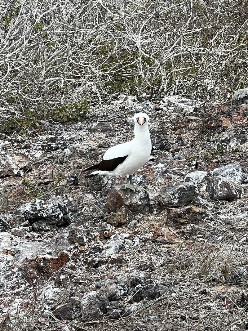 The Galapagos Islands, which are part of Ecuador, are home to some unique indigenous animals, including the Nazca booby.