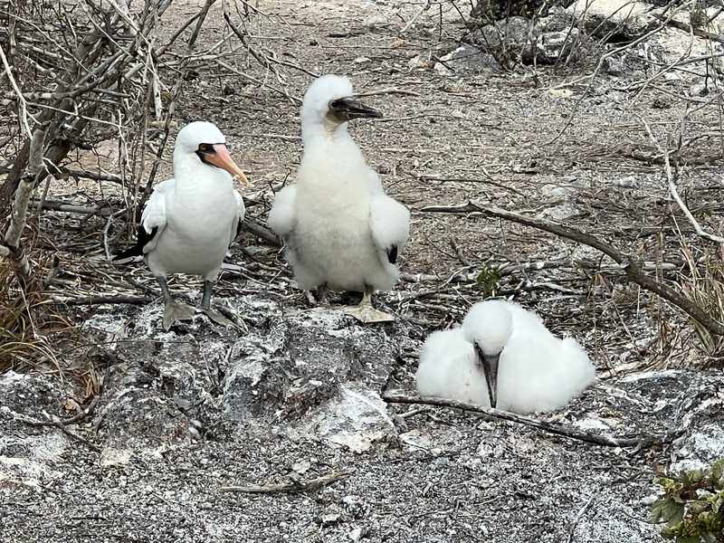 A Nazca booby with two chicks in the Galapagos Islands, Ecuador.
