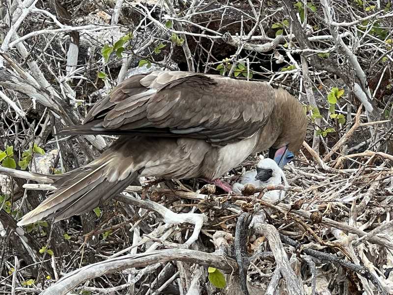 The red-footed booby, pictured with a chick, is native to the Galapagos Islands, Ecuador. The red-footed booby is the smallest member of the booby and gannet family.