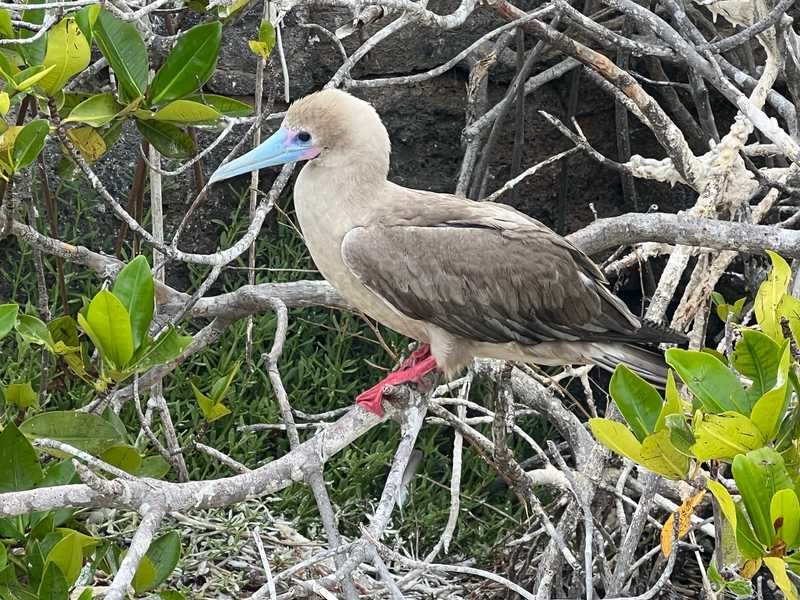 A red-footed booby in the Galapagos Islands, Ecuador.