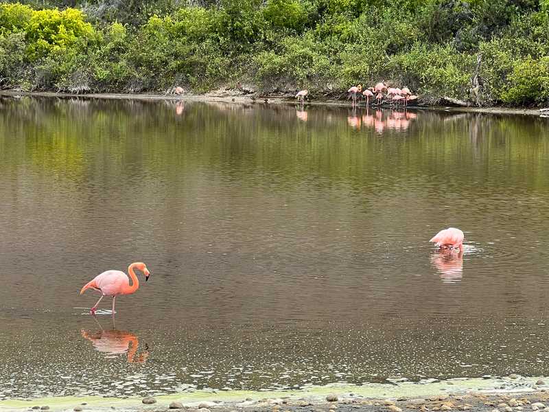Rabida Island, in the Galapagos, is one of the uninhabited islands in this isolated chain off the coast of Ecuador. A coastal lagoon is home to a large colony of Galapagos Flamingos, who feed on shrimp in the briny pond.