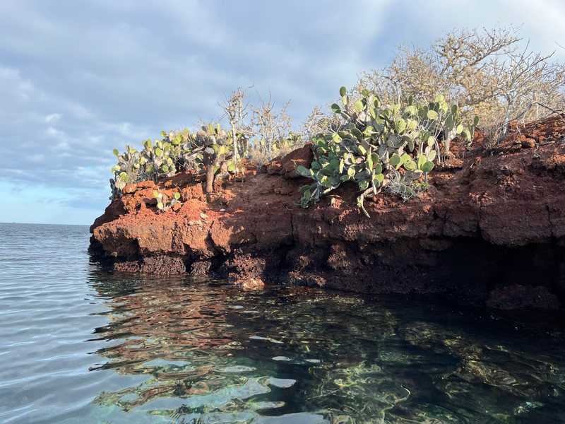 Rabida Island, in the Galapagos, is one of the uninhabited islands in this isolated chain off the coast of Ecuador. Along the rocky coastline, prickly pear cactus hang over the volcanic rocks.
