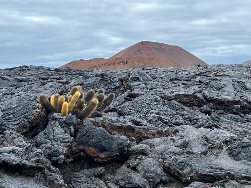 The western Galapagos Islands are home to the more recent lava flows. On Santiago Island, a late 1800s eruption covered significant areas in lava. Over 100 years later, the harsh environment remains hostile to most plant life. However, the appropriately named Lava Cactus has been able to gain a foothold in the midst of the flow.