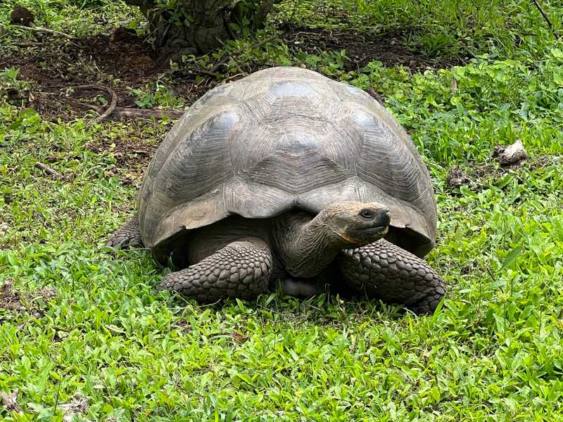 One of the native giant tortoises on Santa Cruz Island, the second largest island in the Galapagos chain, Ecuador.