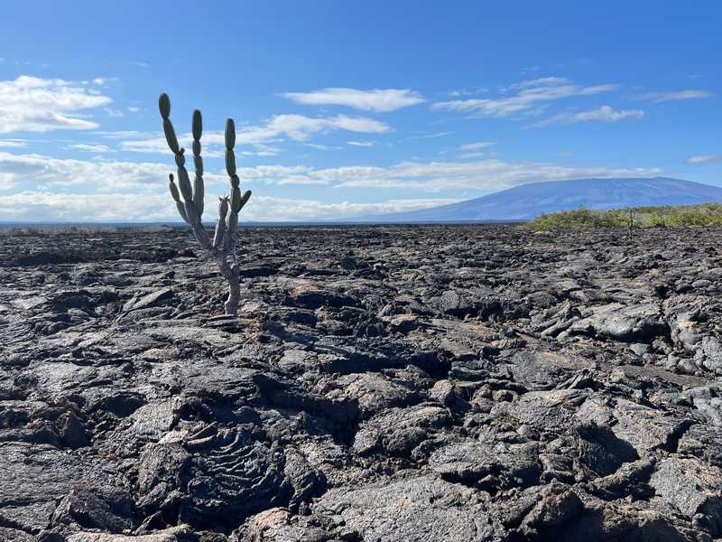 Isabela Island in the Galapagos is still an active volcanic system. Older lava flows can extend for over 25 kilometers (15.5 miles). This cactus has anchored itself near Tagus Cove, with a view of Cerro Azul in the background.