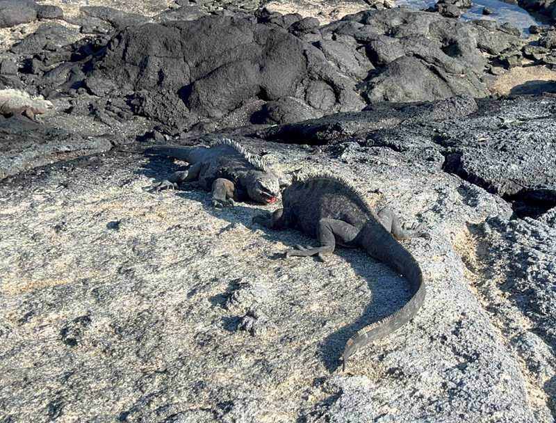 Marine iguanas are unique to Ecuador’s Galapagos archipelago, with the largest colonies in Punta Espinosa on Fernandina Island. They are the only lizards in the world that spend time in the ocean and can dive more than 20 m (65 feet) underwater. Unlike terrestrial lizards, marine iguanas have short, blunt snouts and small, razor-sharp teeth that help them scrape the algae off rocks and flattened tails that help them swim.  Because they feed underwater, marine iguanas have glands that remove excess salt from the ingested ocean water to prevent dehydration. During times of food scarcity, the marine iguana can shrink as much 20%, requiring less food and regaining their size when algae restock.