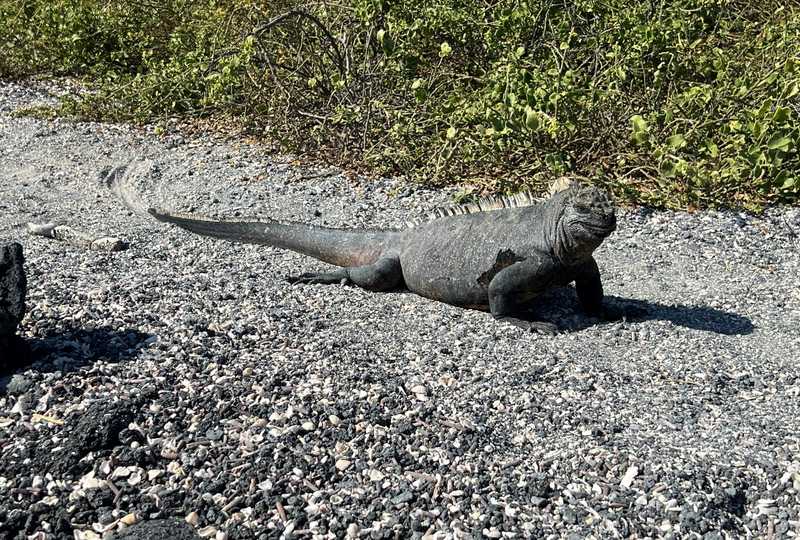 Marine Iguana on Fernandina Island in the Galapagos.