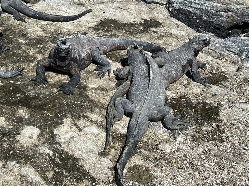 Marine Iguanas on Fernandina Island in the Galapagos.