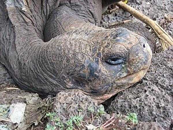 Closeup of a Galapagos tortoise.
