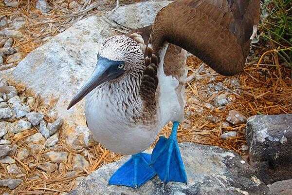 The younger a blue-footed booby, the brighter its feet. Blue feet play a key role in courtship, with the male displaying (raising) its feet to attract females.