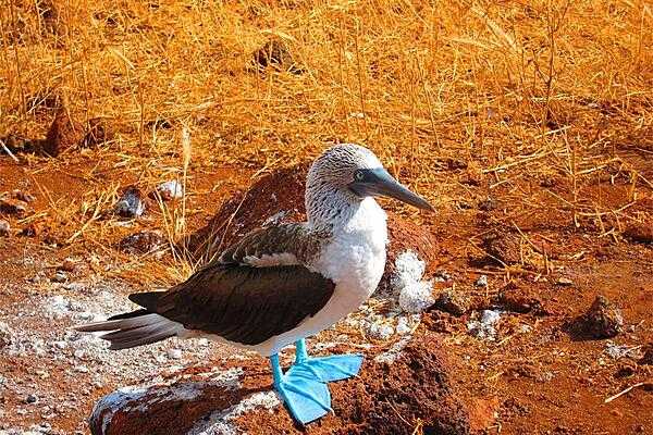 The blue-footed booby, here standing on a lava rock, is a marine bird native to tropical and sub-tropical regions of the eastern Pacific Ocean. Its diet consists mainly of fish, which it catches by diving and sometimes swimming underwater.