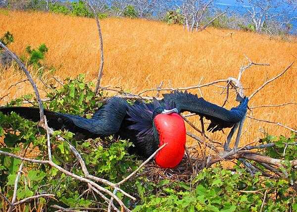 A male magnificent frigatebird on North Seymour Island inflates his scarlet pouch during the breeding season.