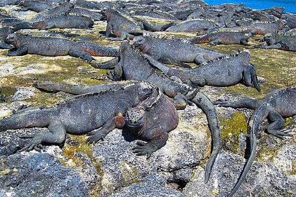 Marine iguanas are unique to the Galapagos archipelago, where they inhabit almost all of the islands; the largest colonies may be found in Punta Espinosa on Fernandina Island.
