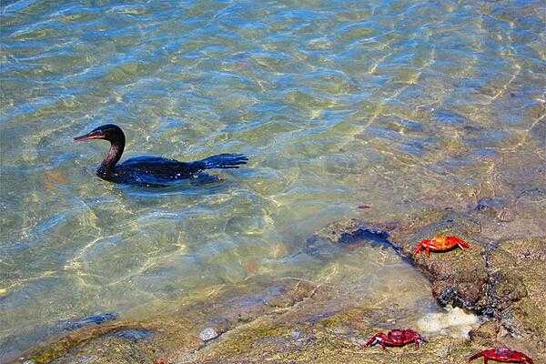 A flightless cormorant with Sally Lightfoot crabs in Punta Espinosa on Fernandina Island.
