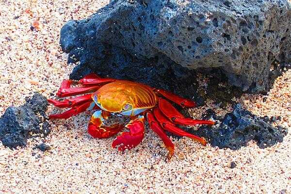 The colorful Sally Lightfoot crab is solid black when it is young.