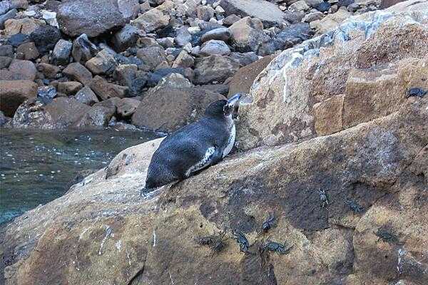 The average Galapagos penguin is 49 cm (19 in); this one resides in Elizabeth Bay on Isabela Island.