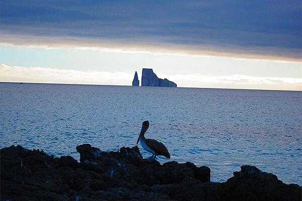 A brown pelican on San Cristobal Island with volcanic rocks in the background.