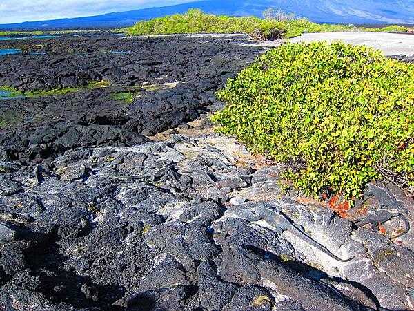 Marine iguanas camouflaged against lava rocks.