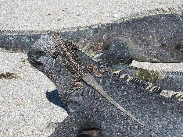Marine iguanas and lava lizards live in harmony with each other, like most Galapagos species.