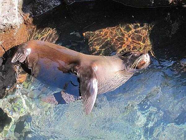 A Galapagos fur seal relaxing in clear water.