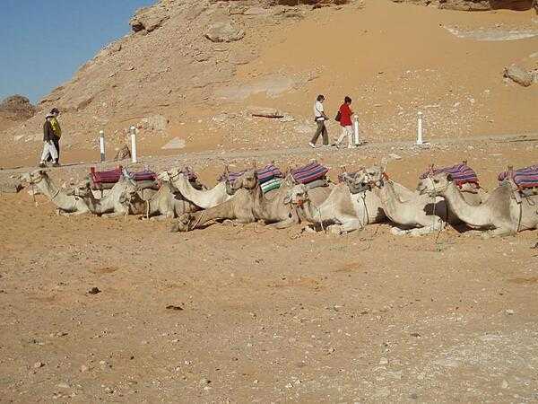 Camels at the Temple of Amada.