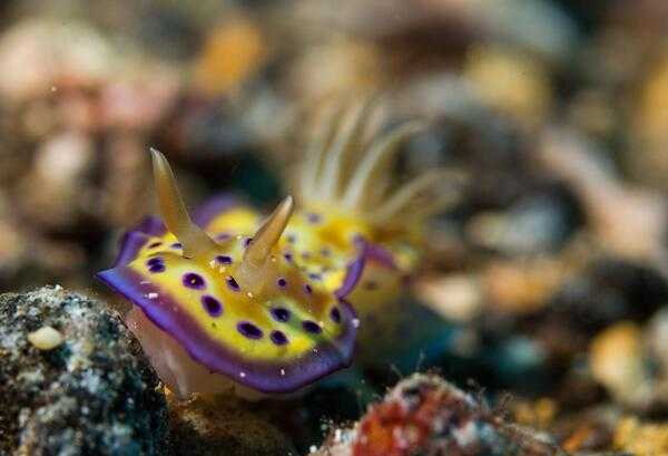 Nudibranchs are a group of soft-bodied mollusks, commonly called sea slugs, which shed their shells after their larval stage. They are noted for their often extraordinary colors and striking forms, and are usually found in shallow salt water seas.