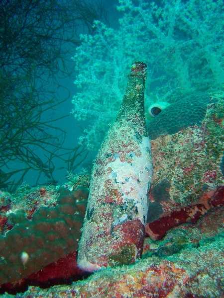 Overgrown bottle settled in coral on the Fumitsuki Maru. Image courtesy of NOAA / David Burdick.