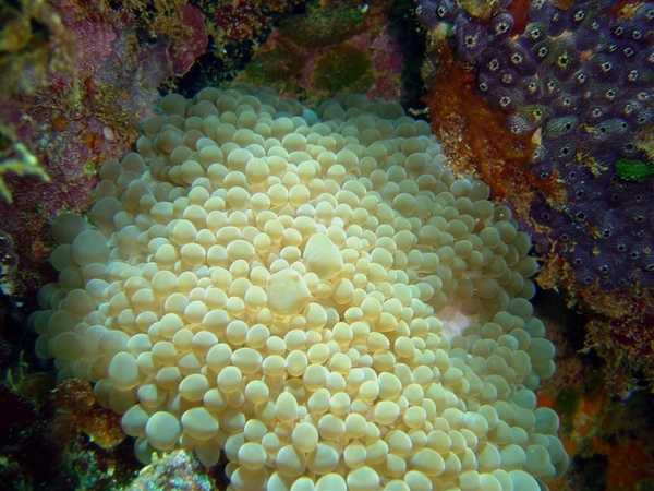 Bubble coral (Plerogyra sinuosa) on the Hino Maru. Image courtesy of NOAA / David Burdick.