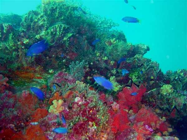 Coral and fish on the remains of the Fujikawa Maru off the shore of Chuuk Island. Image courtesy of NOAA / David Burdick.