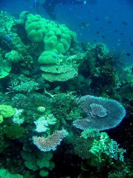 Massive coral growth on the Fujikawa Maru. Image courtesy of NOAA / David Burdick.