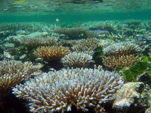 Acropora coral colonies and fish on the Hino Maru. Image courtesy of NOAA / David Burdick.