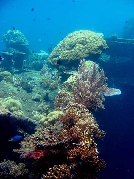 Various types of coral growth on the surface of the Hino Maru. Image courtesy of NOAA / David Burdick.